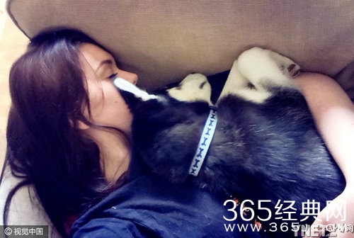 哈士奇靠瞪主人爆红 成功治愈主人的抑郁症