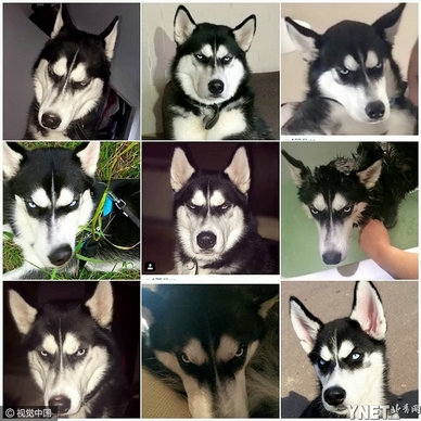 哈士奇靠瞪主人爆红 成功治愈主人的抑郁症