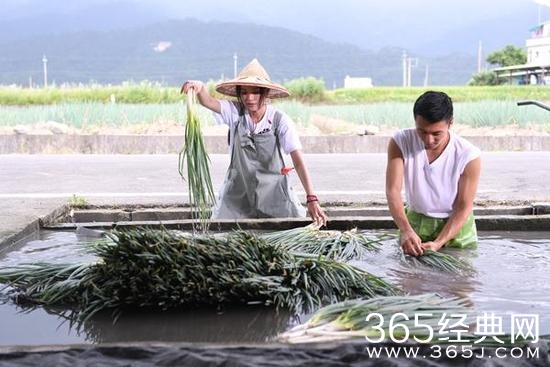 舒淇穿农服在田间洗葱 抱怨：味道太重