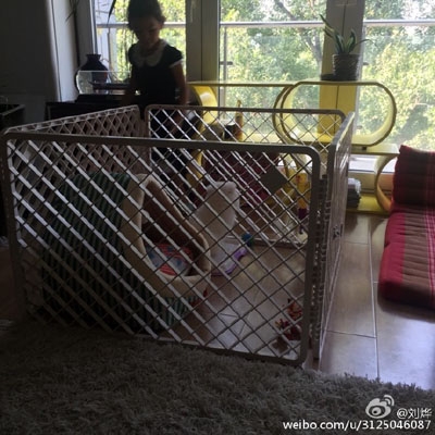 刘烨妻儿趁他不在养宠物 网友：人不如狗