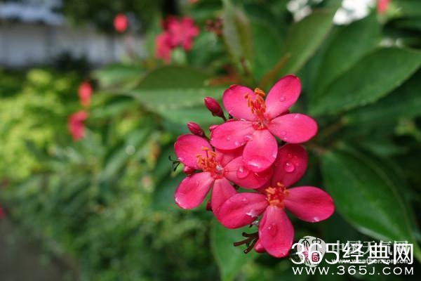 河池久晴逢甘霖 驱散雾霾空气清新