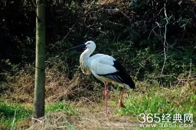 本周评分最高的院线片，快被黑水军淹死了