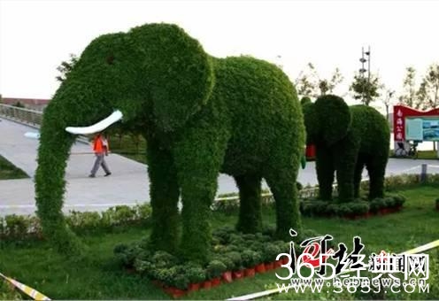 黄骅市第二届花卉展开幕 市民家门口享受视觉盛宴