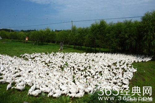 这些农村创业项目,你值得一看!