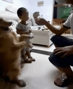 爆笑gif：看到这样的走上前去踹一脚可以吗？