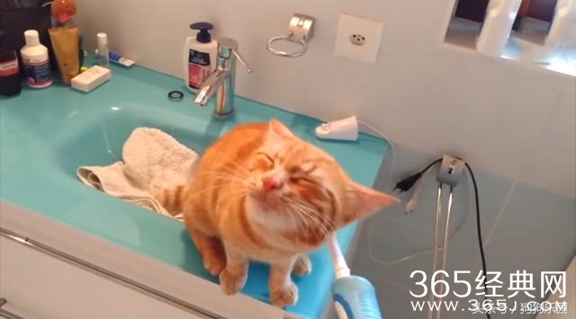 猫咪每天在洗漱台蹲点 只为了和牙刷亲密接触