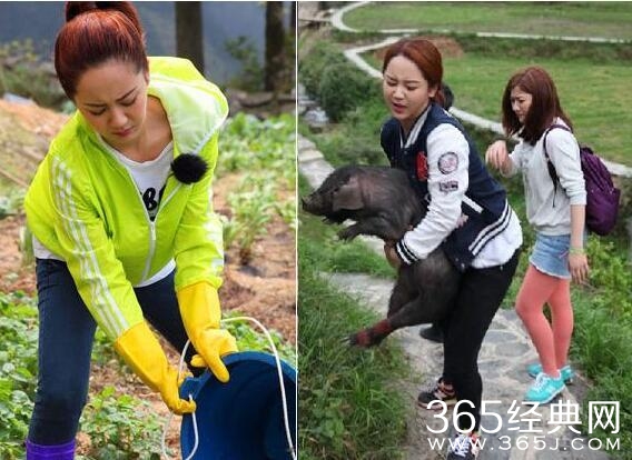 赵丽颖农活干的轻快，杨紫十分狰狞，大衣哥与娇妻不忘秀恩爱