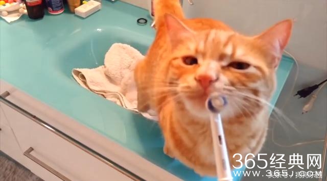 猫咪每天在洗漱台蹲点 只为了和牙刷亲密接触