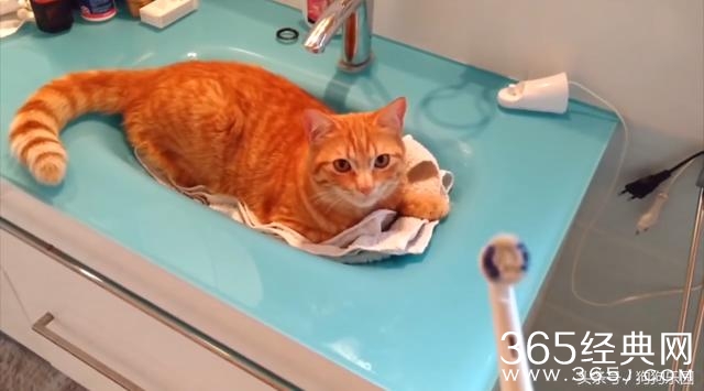 猫咪每天在洗漱台蹲点 只为了和牙刷亲密接触