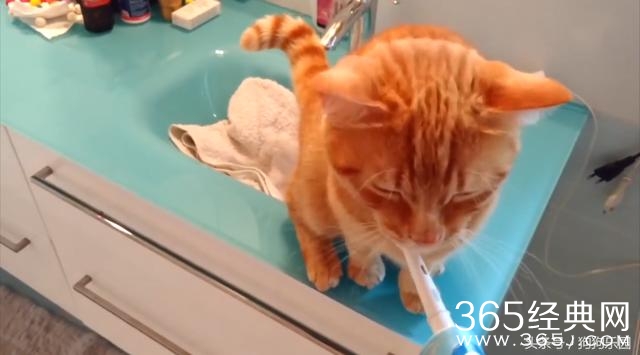 猫咪每天在洗漱台蹲点 只为了和牙刷亲密接触