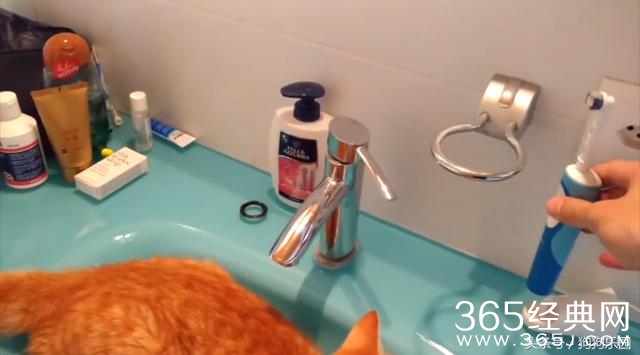 猫咪每天在洗漱台蹲点 只为了和牙刷亲密接触