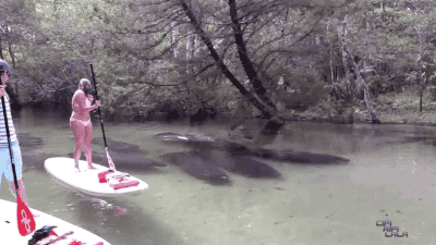 这掉下去会不会被吃掉啊