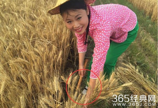 农忙季节，王宝强打农药赵丽颖岳云鹏剥玉米