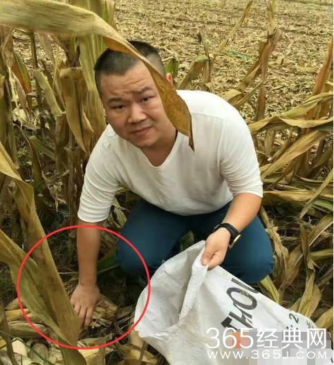 农忙季节，王宝强打农药赵丽颖岳云鹏剥玉米