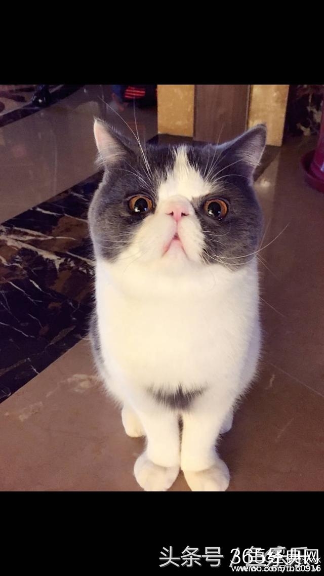 范冰冰回家最想念的竟是猫，网友脑补李晨内心：我还不如一只猫