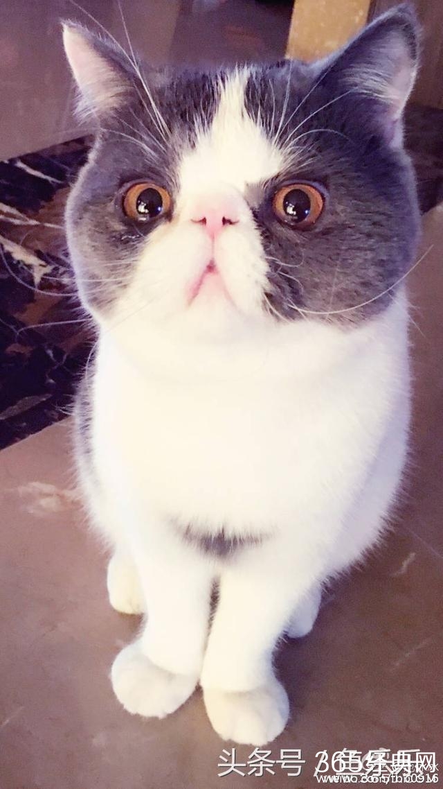 范冰冰回家最想念的竟是猫，网友脑补李晨内心：我还不如一只猫