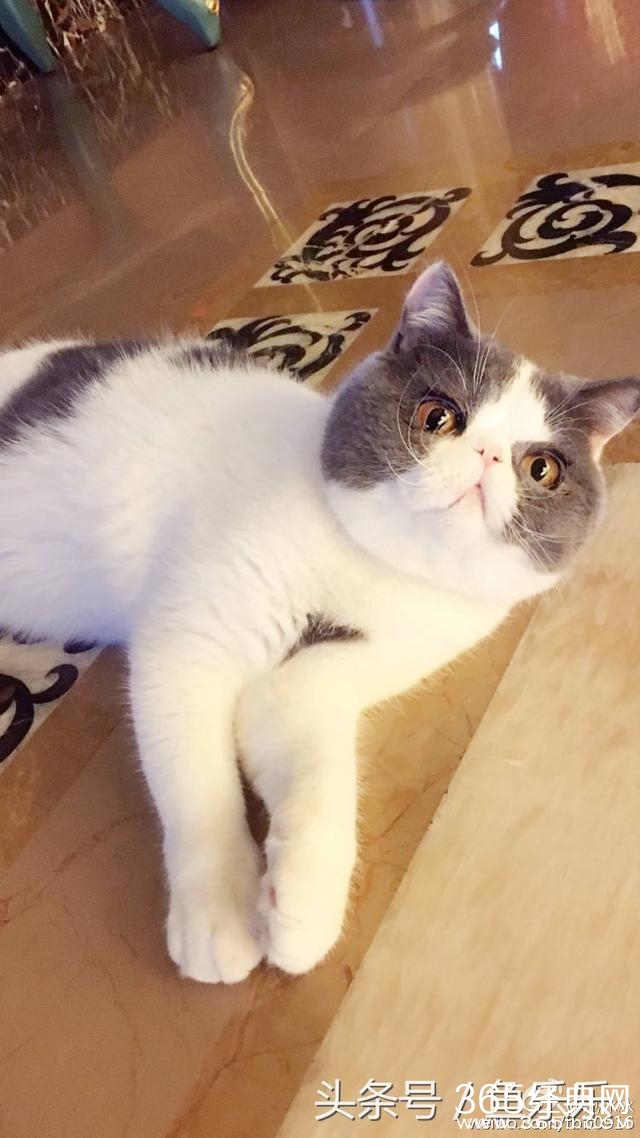 范冰冰回家最想念的竟是猫，网友脑补李晨内心：我还不如一只猫