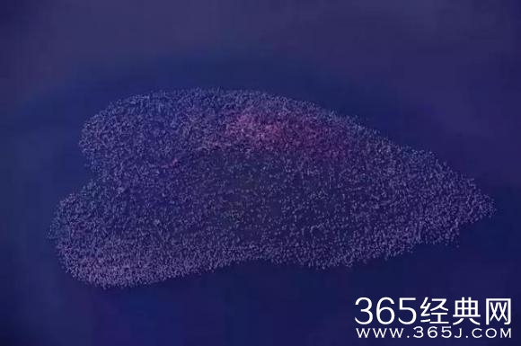 陈道明的忘年交，江一燕的人生你不懂