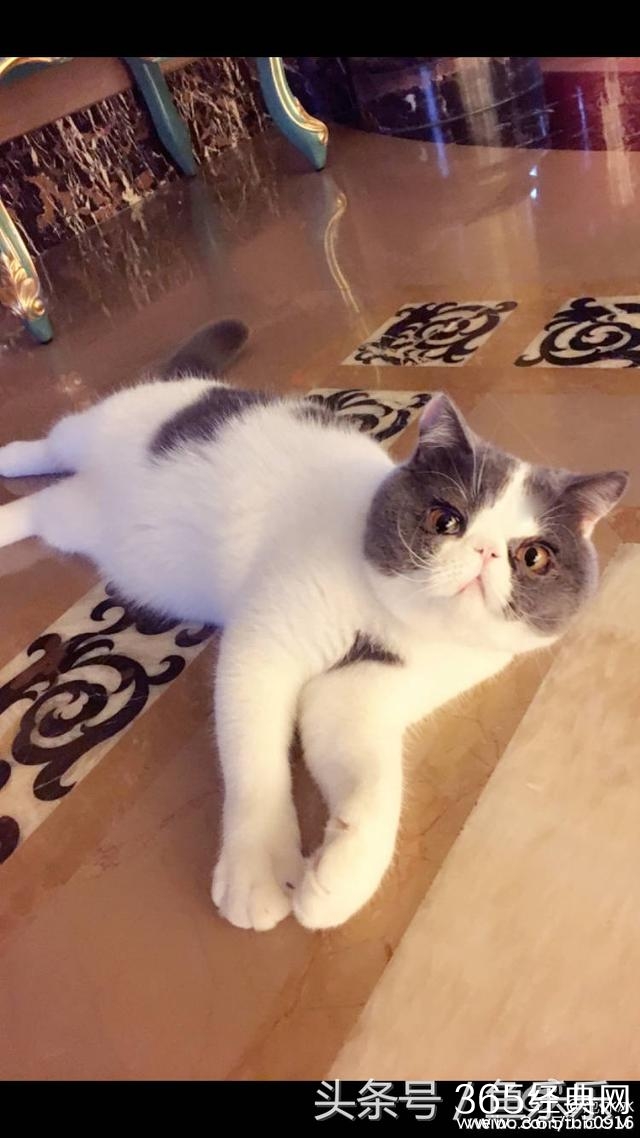 范冰冰回家最想念的竟是猫，网友脑补李晨内心：我还不如一只猫