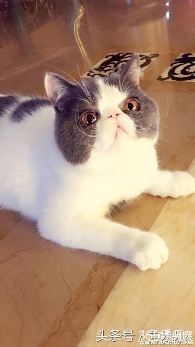 范冰冰回家最想念的竟是猫，网友脑补李晨内心：我还不如一只猫