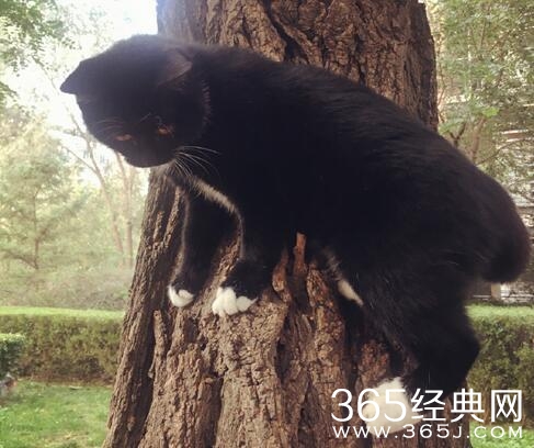 张馨予晒了个猫，评论炸了锅，网友又开撕了