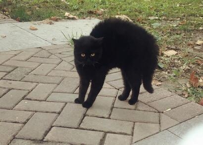 张馨予晒了个猫，评论炸了锅，网友又开撕了