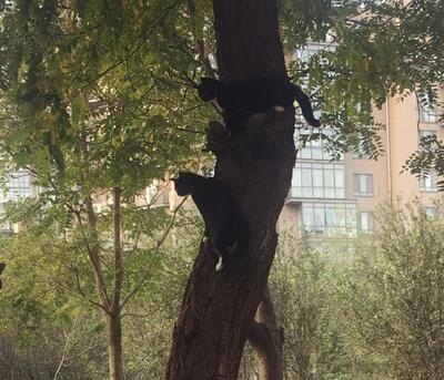 张馨予晒了个猫，评论炸了锅，网友又开撕了