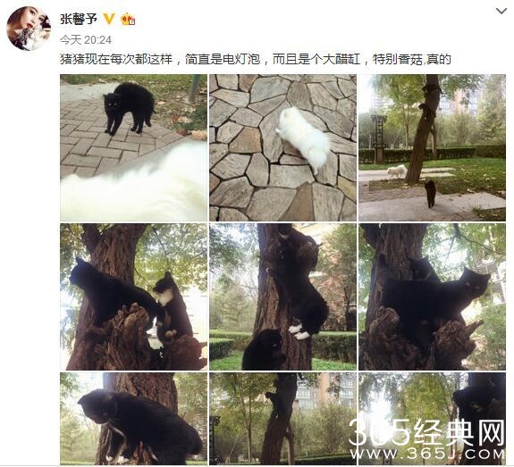 张馨予晒了个猫，评论炸了锅，网友又开撕了