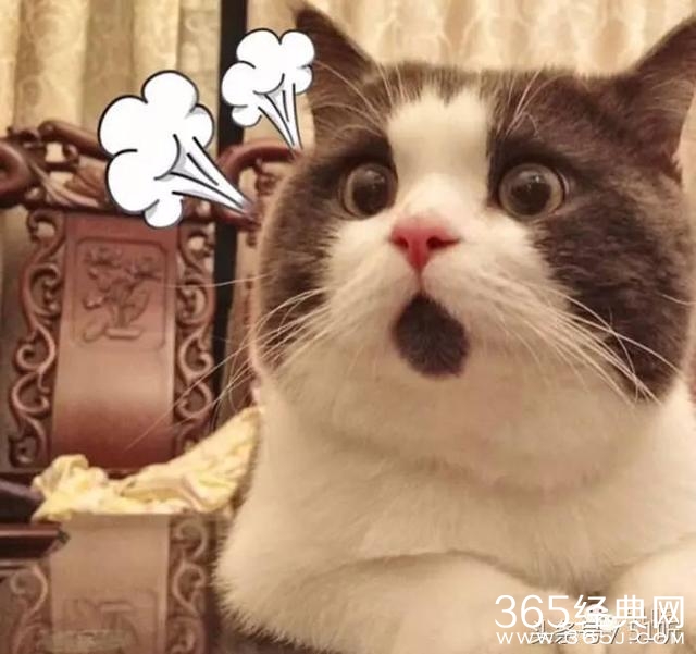 谢娜被芒果台封杀？金鹰节颁奖中秋晚会都不见身影，只因说错话？