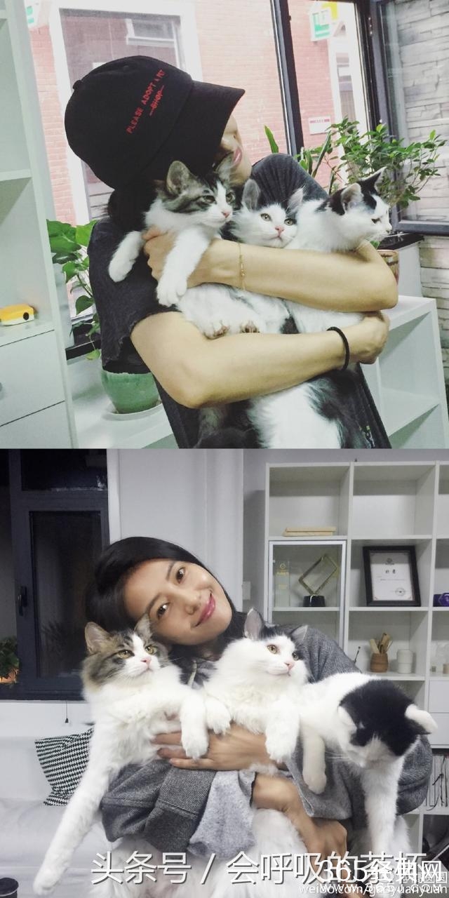 女神高圆圆也怀孕啦？肚子大的已经没有了腰身？