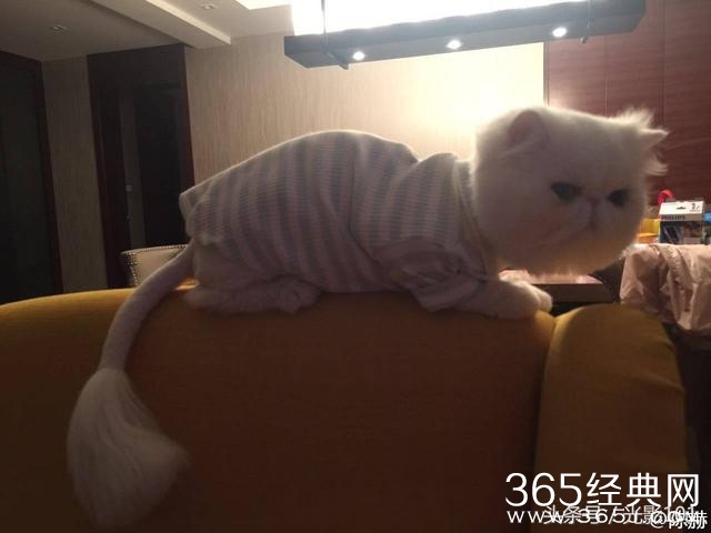 陈赫晒只猫就获10万赞不见女儿？网友从照片看出家里很乱！
