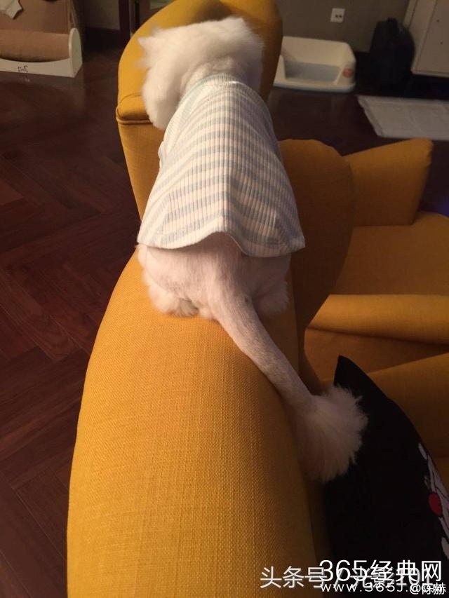 陈赫晒只猫就获10万赞不见女儿？网友从照片看出家里很乱！