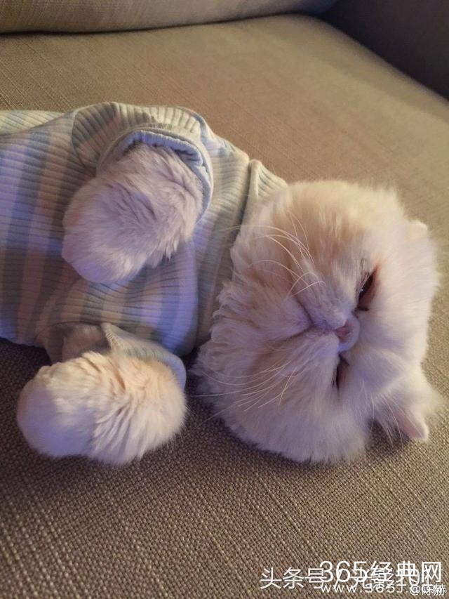 陈赫晒只猫就获10万赞不见女儿？网友从照片看出家里很乱！