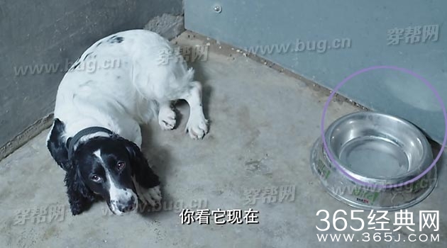 于和伟电视剧警花与警犬竟然发现好多穿帮镜头