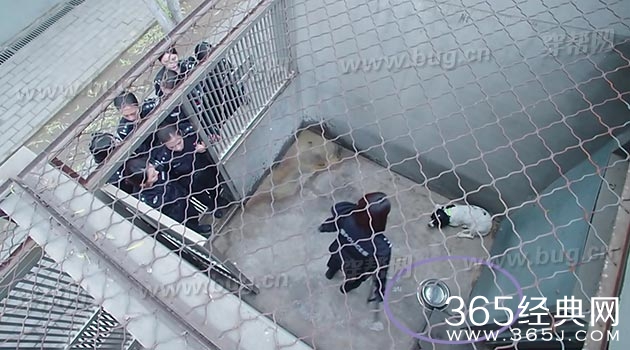 于和伟电视剧警花与警犬竟然发现好多穿帮镜头