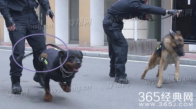 于和伟电视剧警花与警犬竟然发现好多穿帮镜头