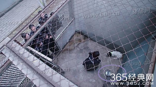 于和伟电视剧警花与警犬竟然发现好多穿帮镜头