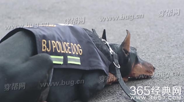 于和伟电视剧警花与警犬竟然发现好多穿帮镜头