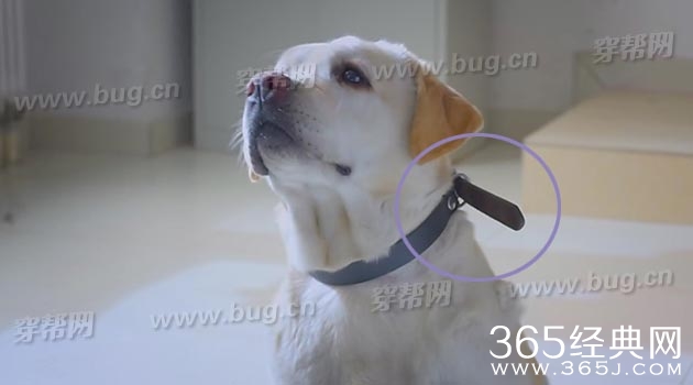 于和伟电视剧警花与警犬竟然发现好多穿帮镜头