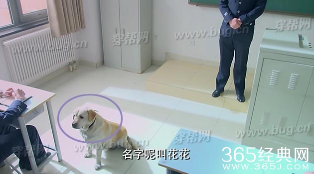 于和伟电视剧警花与警犬竟然发现好多穿帮镜头