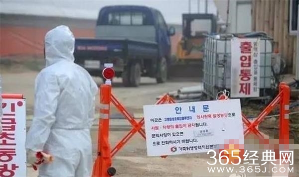 韩禽流感蔓延全境 韩禽流感会流入中国吗