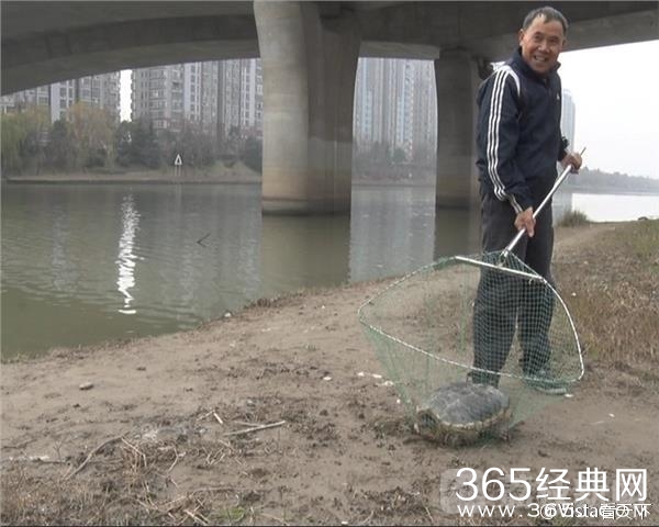 鳄龟该不该放生 市民捕20斤重巴西鳄龟杀了吃肉