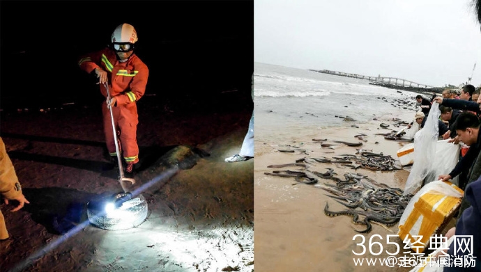 市民海边放生 消防员大半夜抓蟒蛇