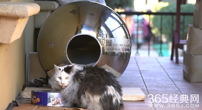 北京设置风力发电恒温猫窝 既能保护流浪猫还环保
