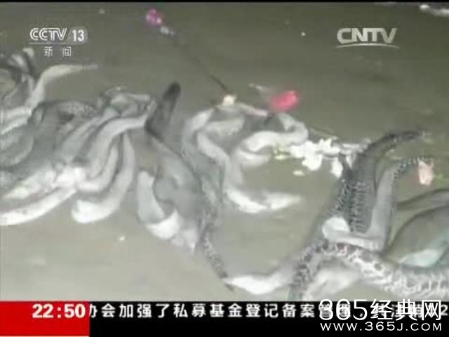 放生动物是哪来的 央视调查揭露有人打着放生旗号贩卖动物