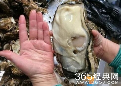 日本福岛巨型生蚝图片 巨型生蚝是怎么形成的