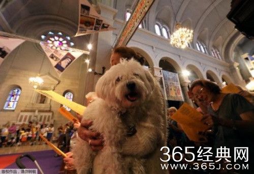 宠物离世可休丧假真的假的 宠物离世可休丧假是哪家公司