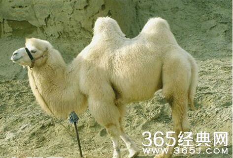 鬼吹灯之精绝古城白骆驼是什么 鬼吹灯之精绝古城白骆驼真的是胡大的使者吗