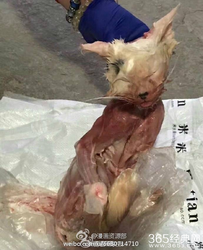 丽江一女子在宠物店买猫退货遭拒 将猫剥皮杀害丢在宠物店门口
