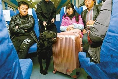 警犬可以摸吗 萌萌警犬进车站乘客喜欢请别摸